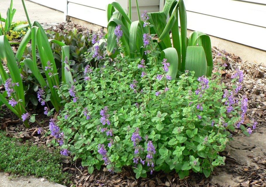 Котовник Фассена Дропмор