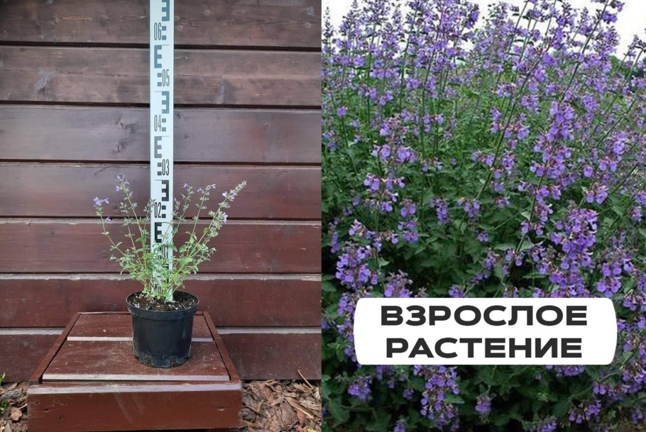 Котовник Фассена Альба