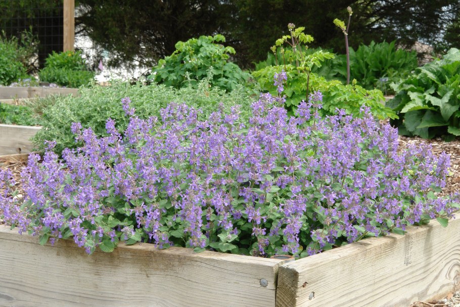 Котовник голубая пантера