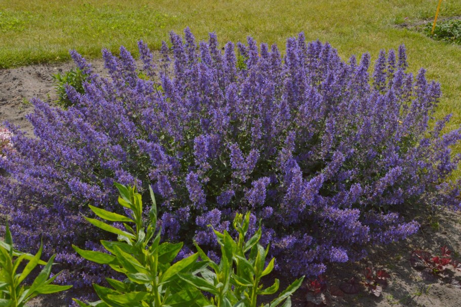 Котовник Фассена Джуниор Уолкер