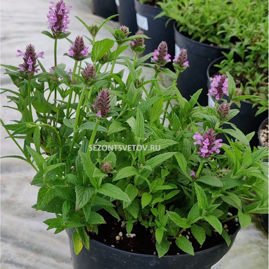 Котовник Пинк Кэт(конт.р9)