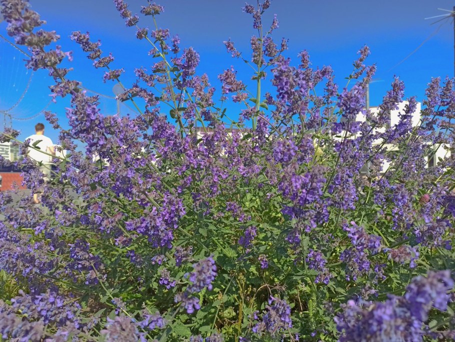 Котовник Блю Мун