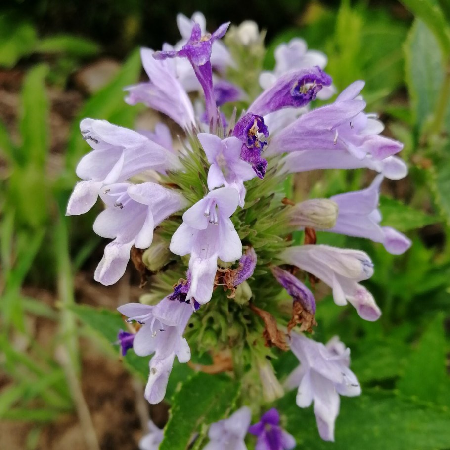 Котовник голубая пантера