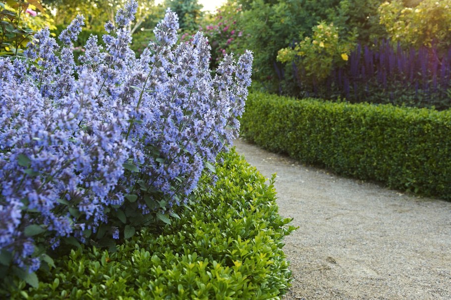 Котовник Фассена Blue Wonder