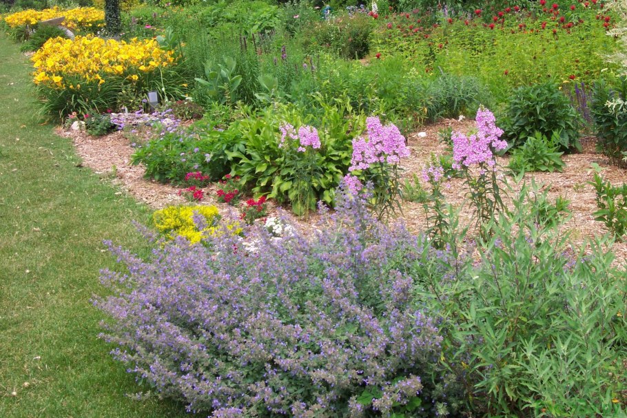 Котовник Фассена семена