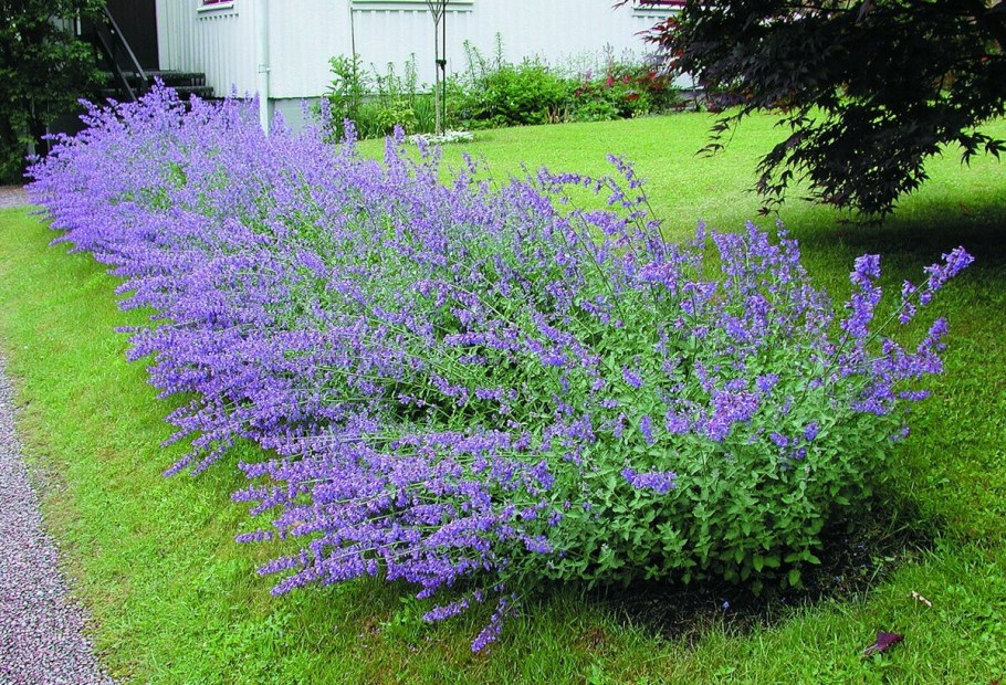 Котовник Фассена (Nepeta faassenii)