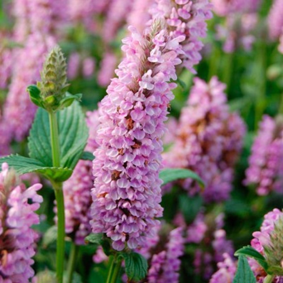 Котовник жилковатый 'Pink Cat'