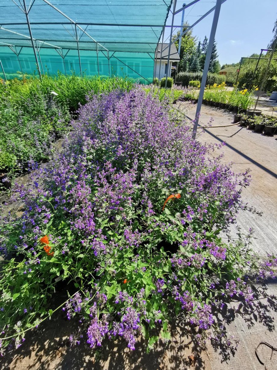 Котовник Кэнди Кэт