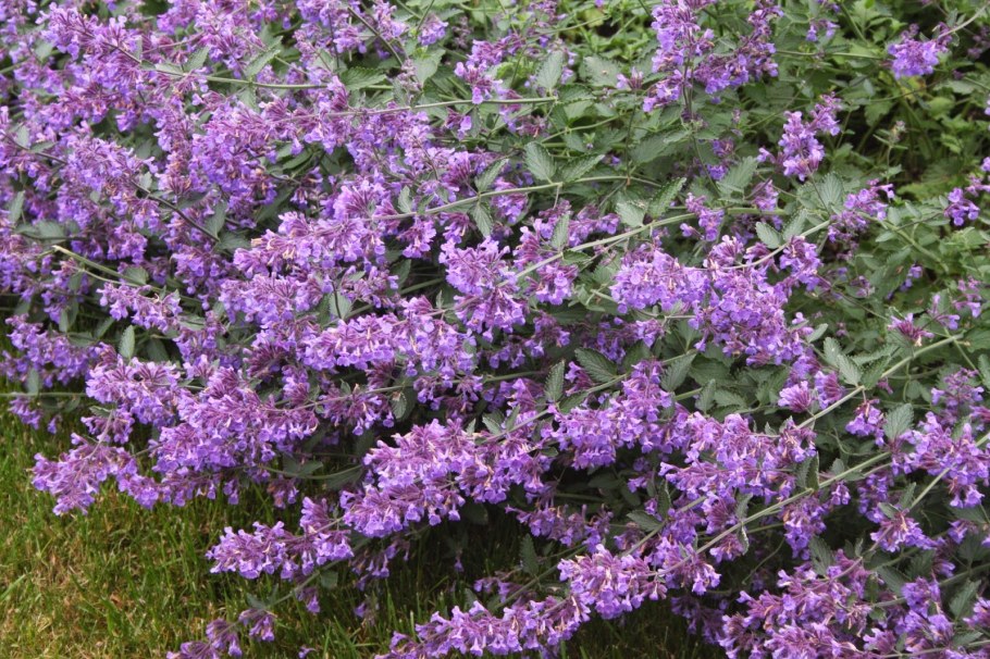 Котовник Фассена "Six hil s giant "