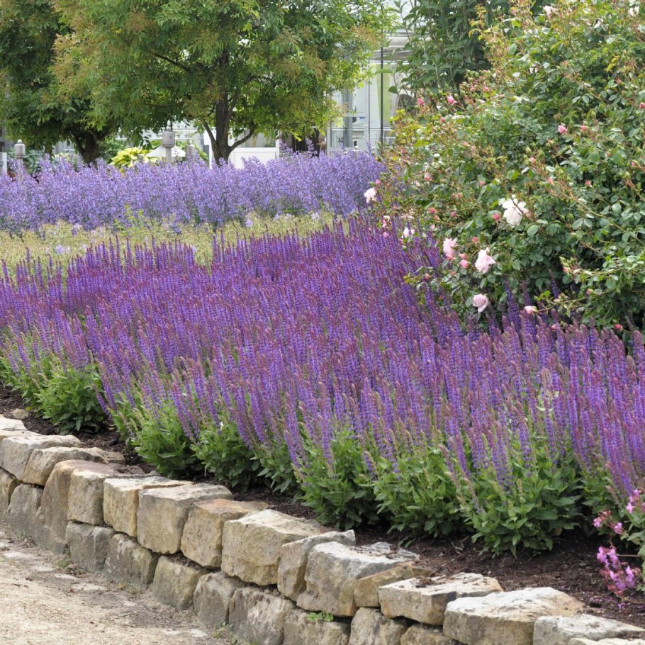 Шалфей Дубравный Rugen