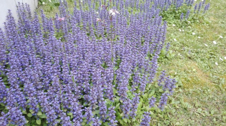 Котовник Джуниор Волкер