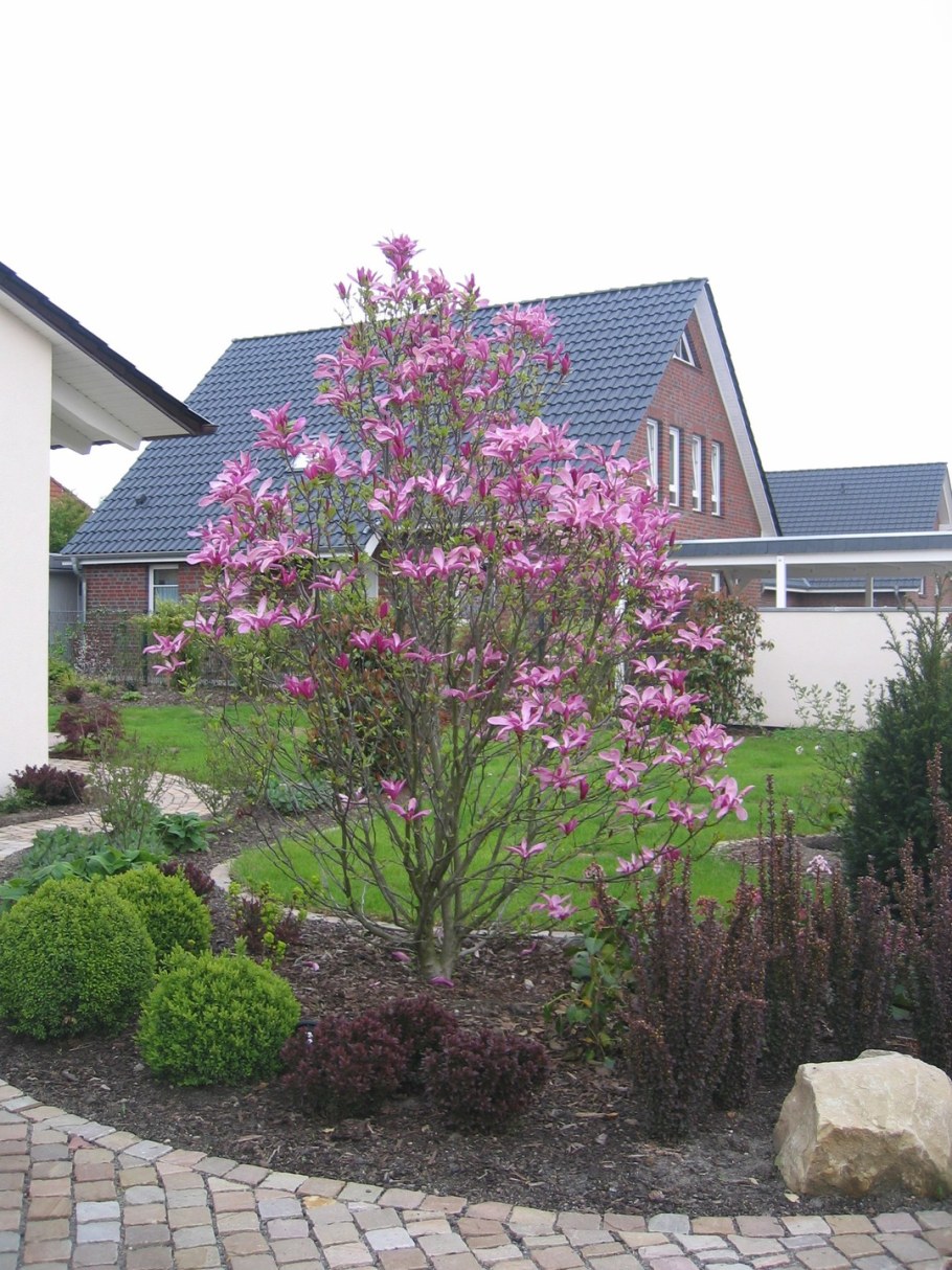 Магнолия Листопадная Суланжа