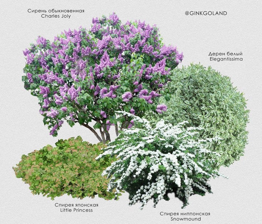 Сирень чубушник спирея клумба