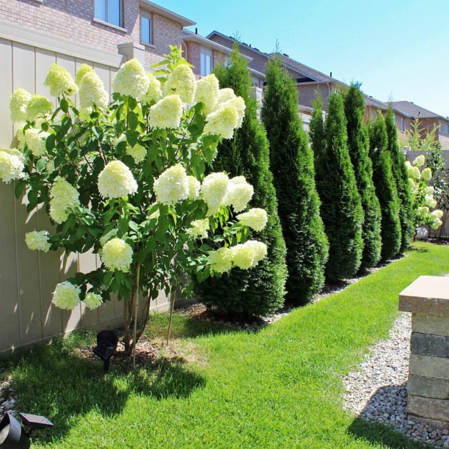 Гортензия метельчатая Лаймлайт