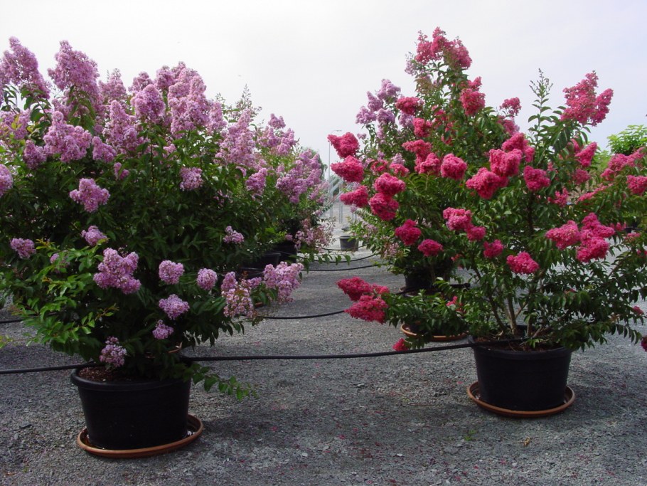 Лагерстремия (индийская сирень) Вайолет