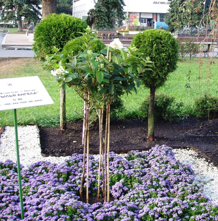 Штамбовая гортензия