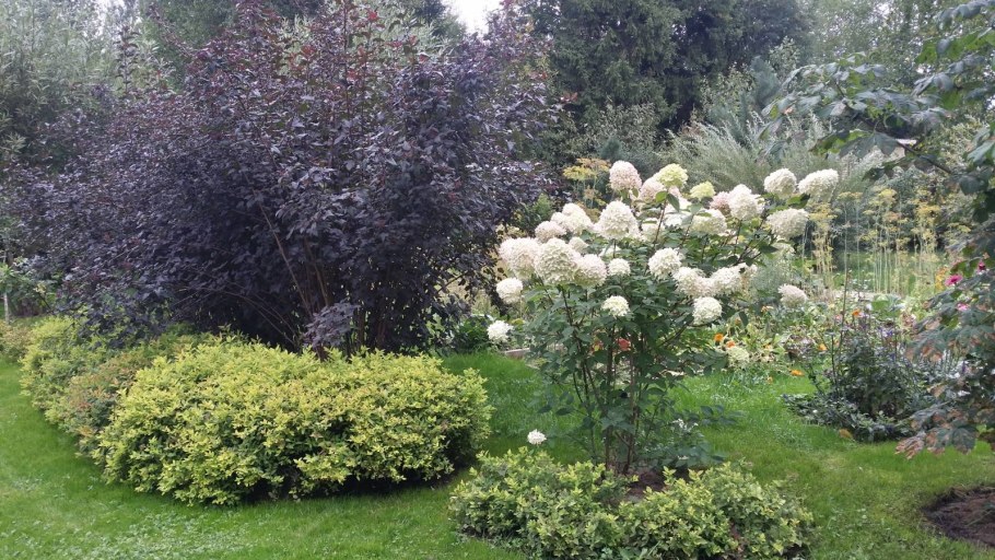 Спирея с барбарисом и гортензией