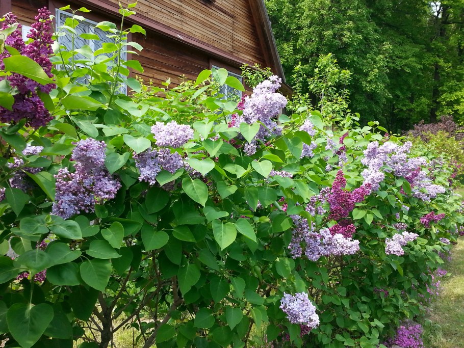 Штамбовая сирень