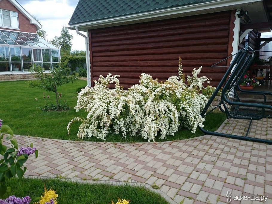 Гортензия спирея чубушник