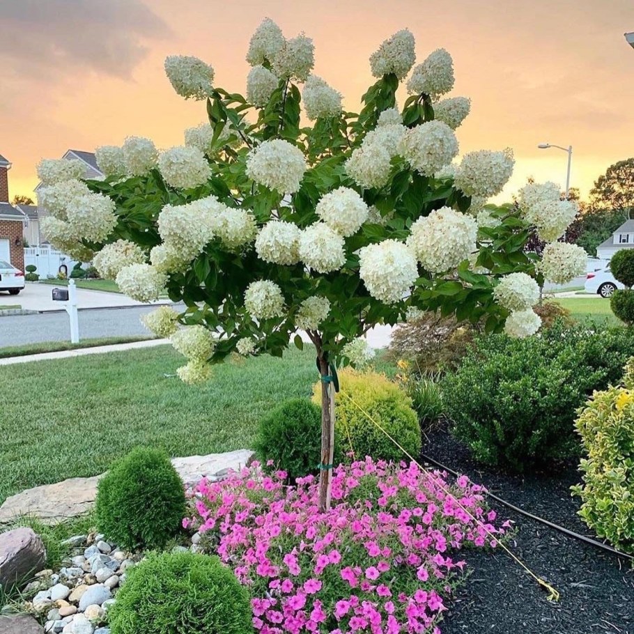 Гортензия метельчатая УАЙТЛАЙТ