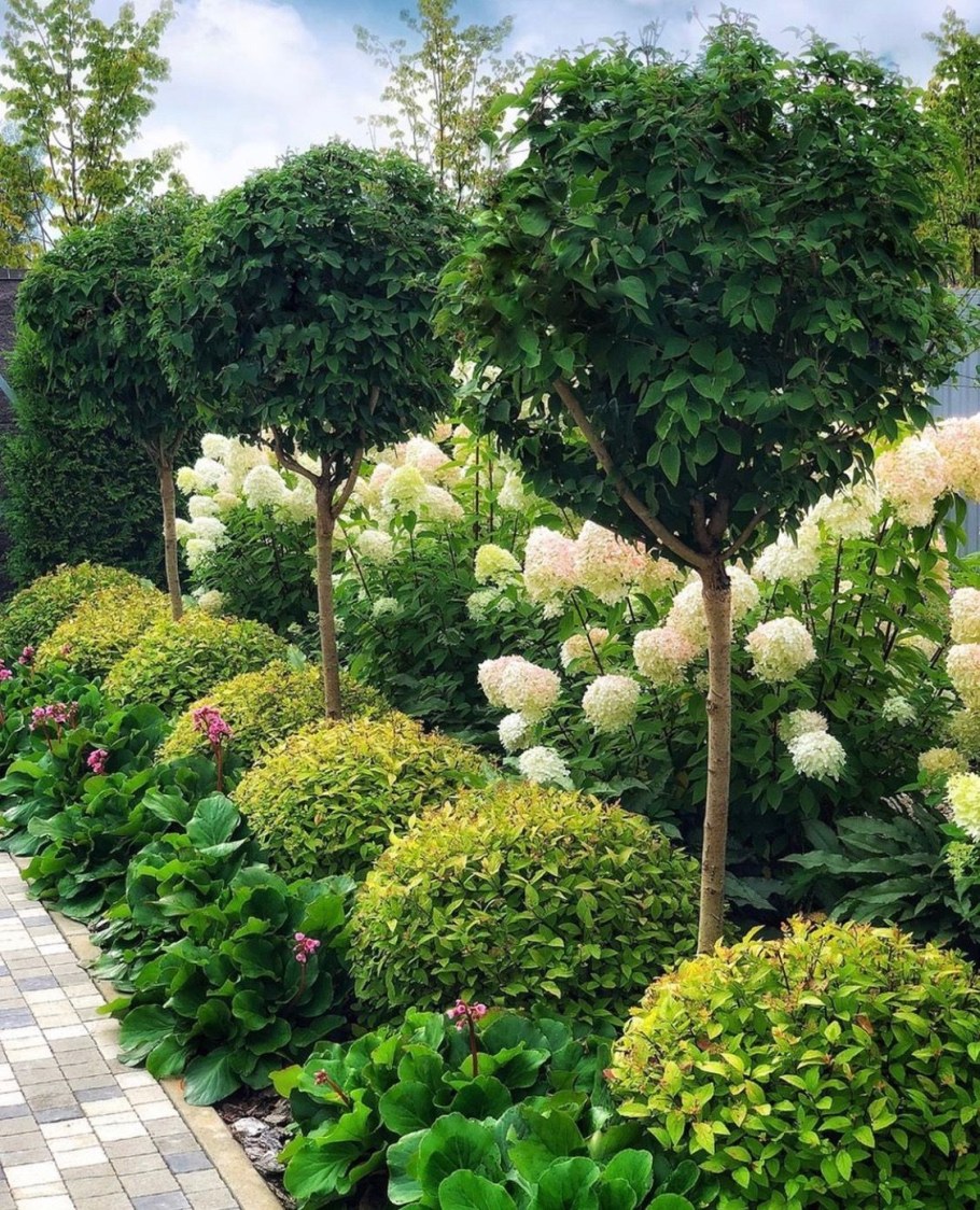 Гортензия Фантом на штамбе