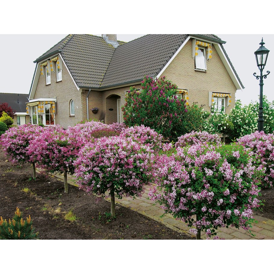 Сирень Палибин на штамбе