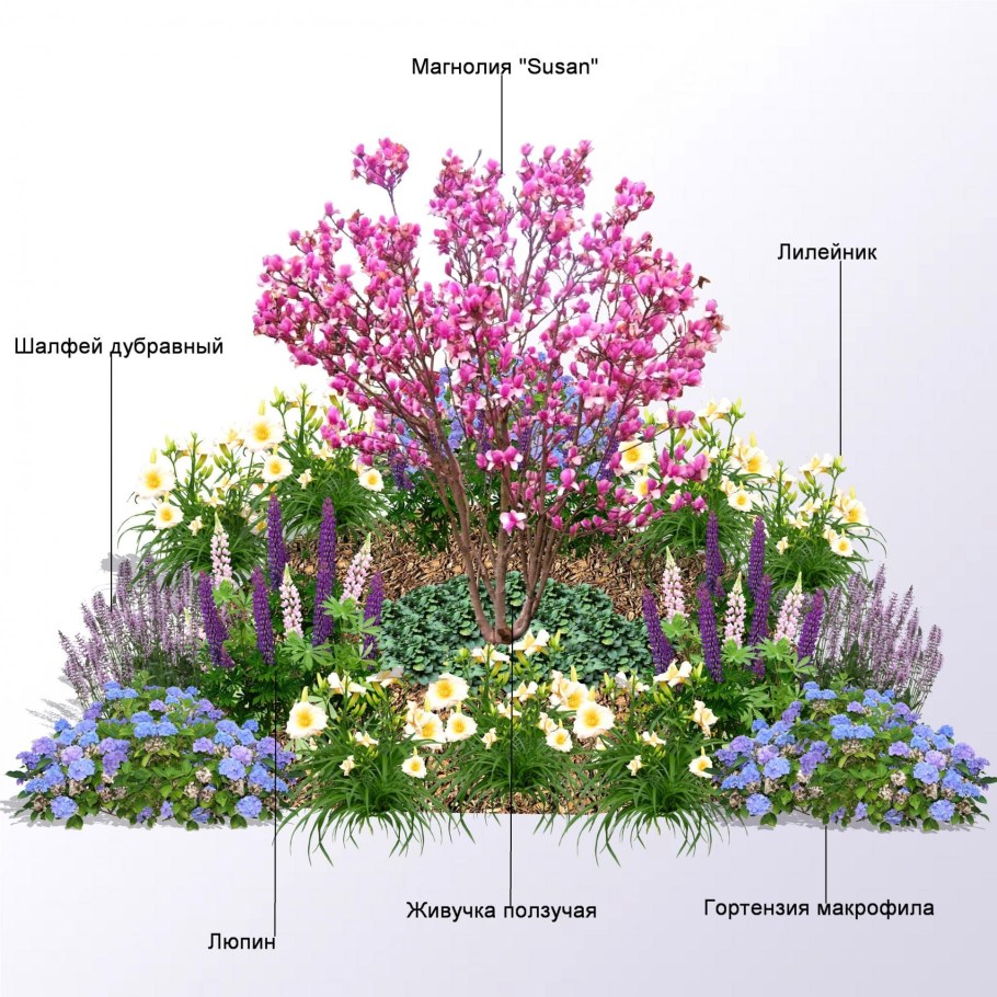 Клумба сирень и спирея