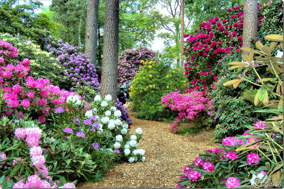 Рододендрон и гортензия