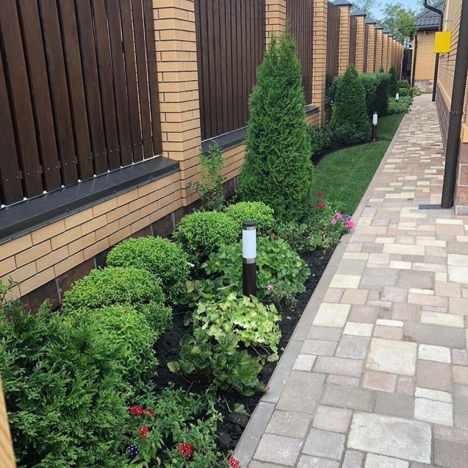 Туя и дерен вдоль забора