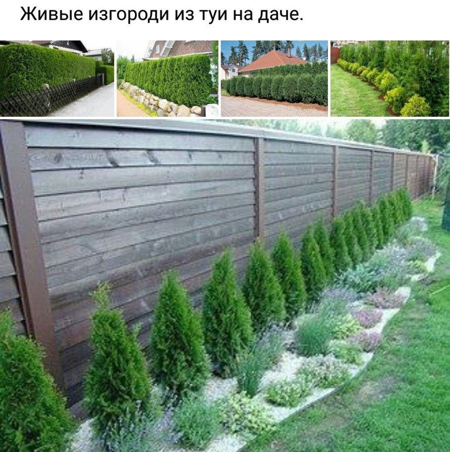 Туя Смарагд в ландшафтном