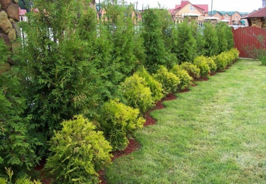 Туя Смарагд в ландшафтном