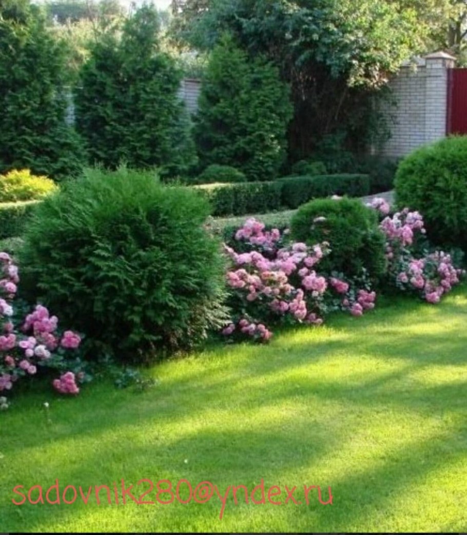 Гортензия и туя Даника