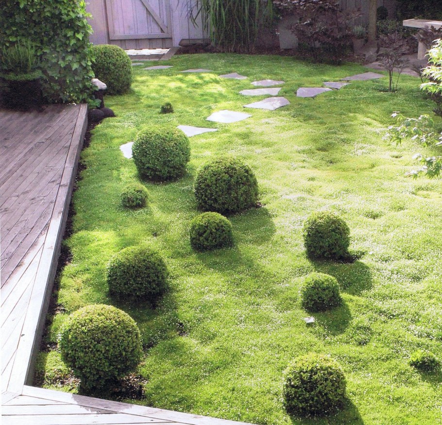 Мшанка шиловидная sagina subulata