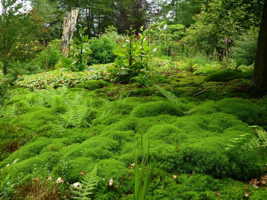 Сад мхов монастыря Сайходзи