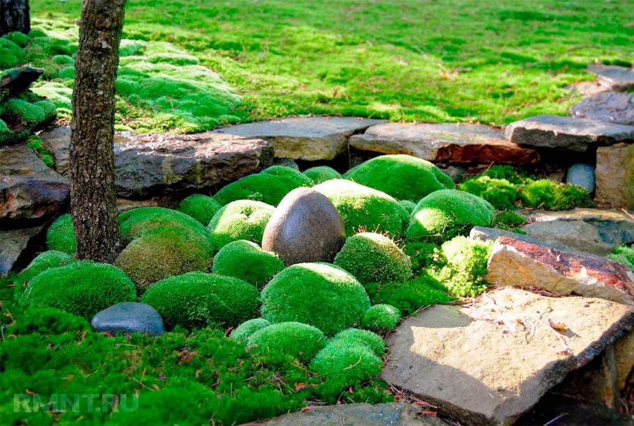 Мшанка шиловидная sagina subulata