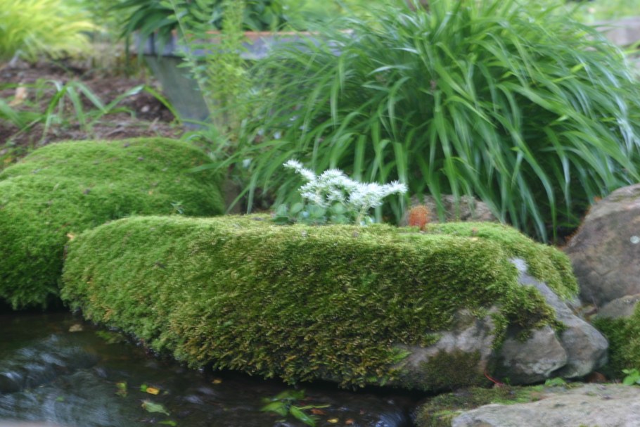 Мох в ландшафте