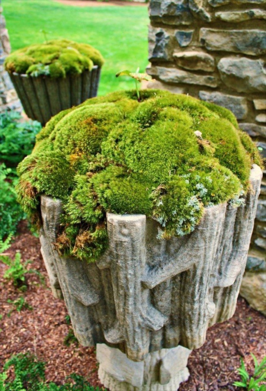 Мох на клумбе