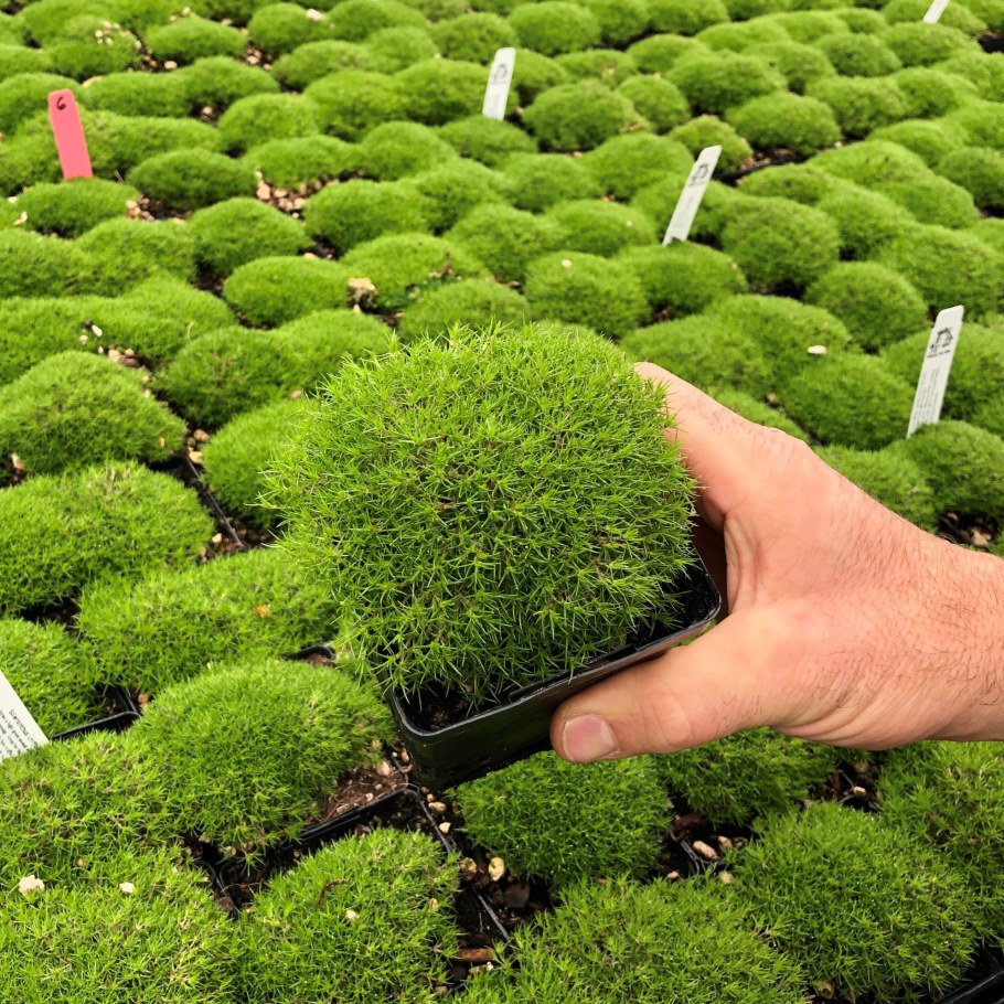 Мшанка шиловидная лайм Мосс