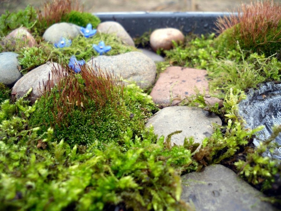 Мшанка шиловидная