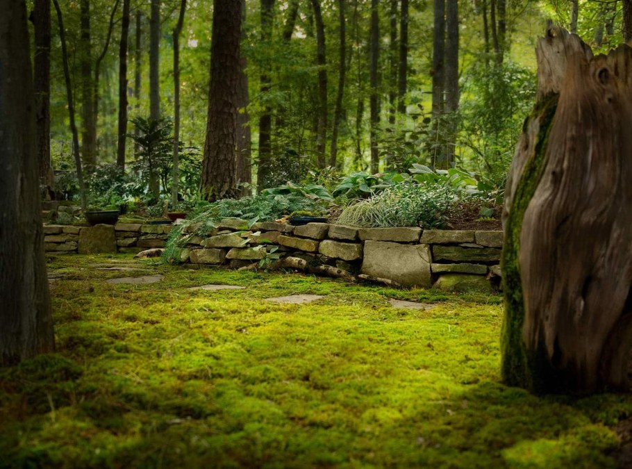 Сад мхов