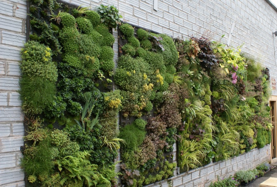 Фитостена плющ