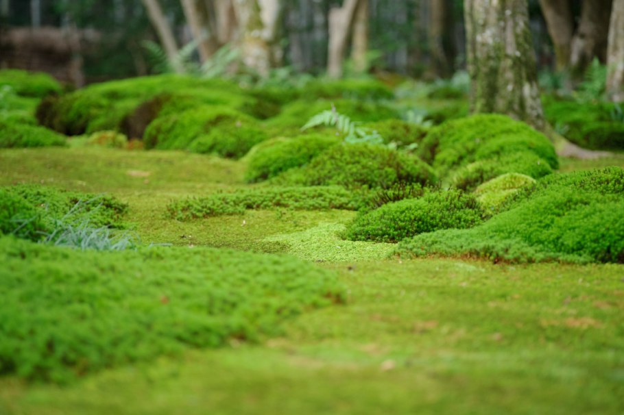 Мшанка шиловидная sagina subulata