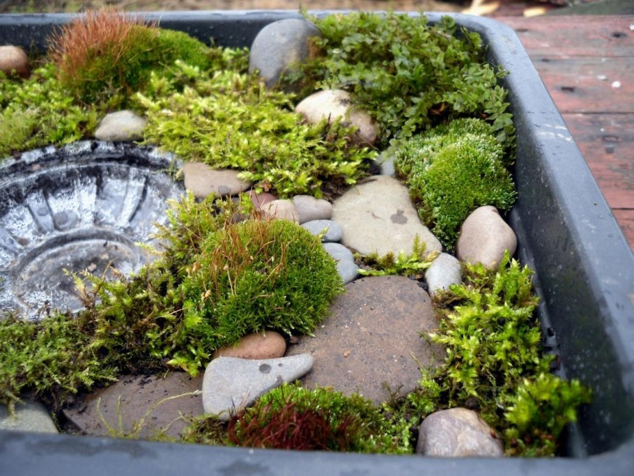 Мох Мшанка и Суккуленты