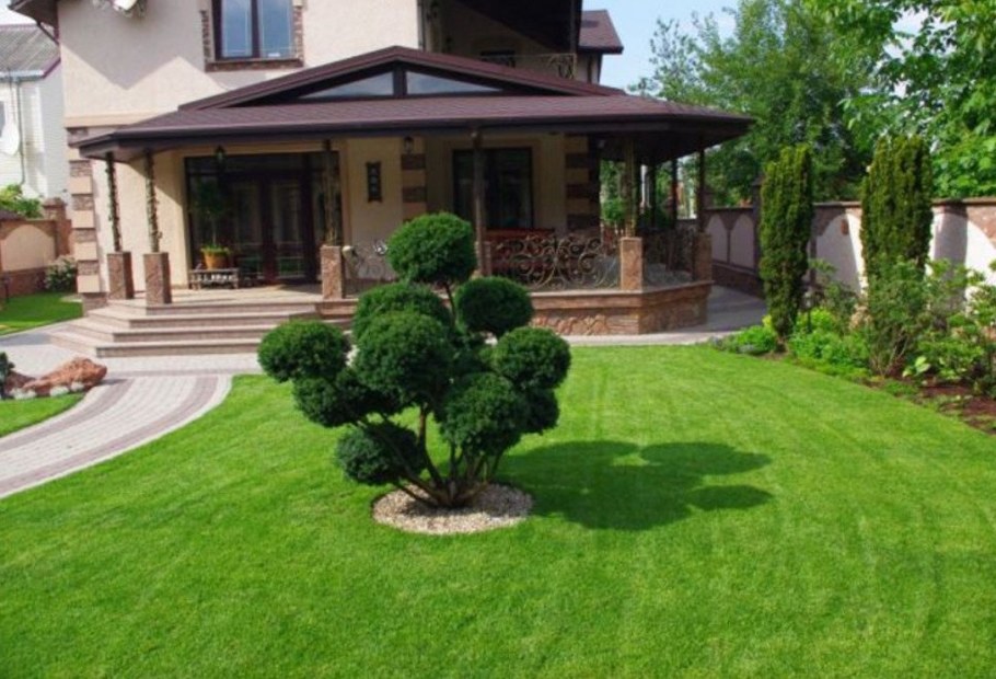 Солитер в ландшафте