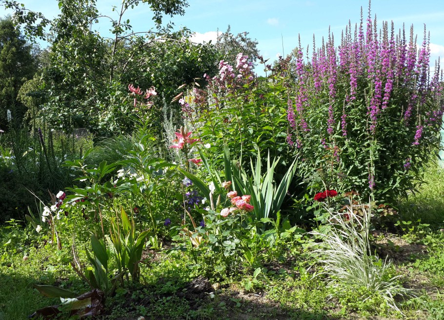 Мирикария Даурская