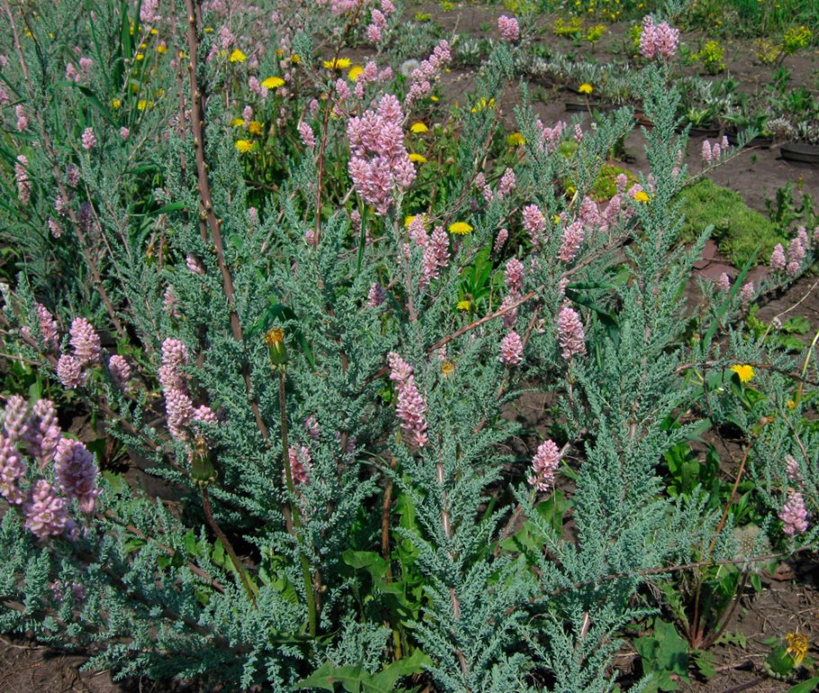 Мирикария лисохвостниковая