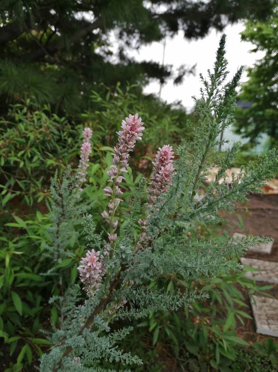 Мирикария лисохвостниковая