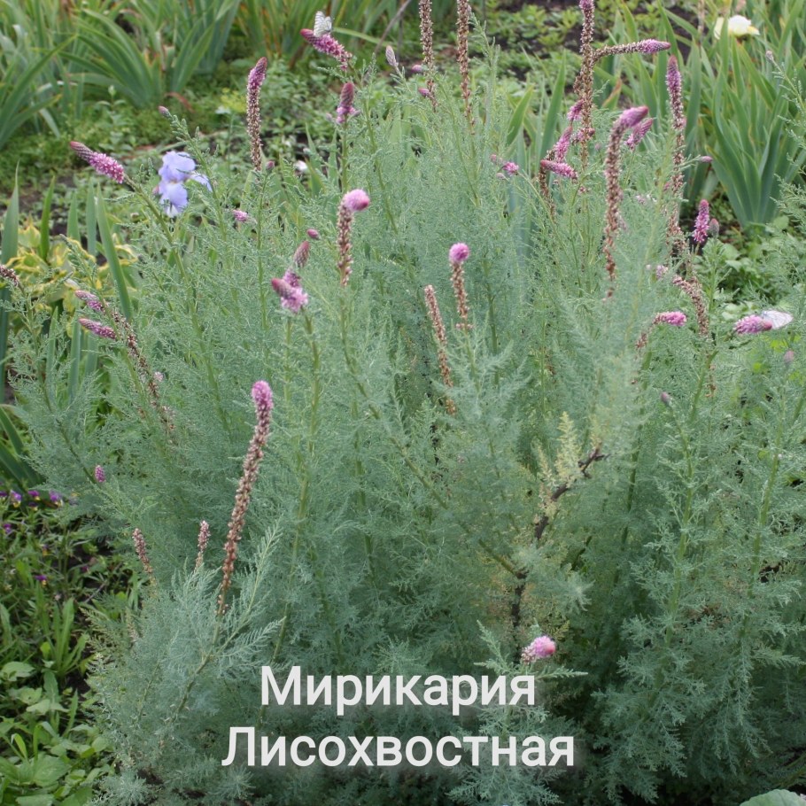 Мирикария длиннолистная