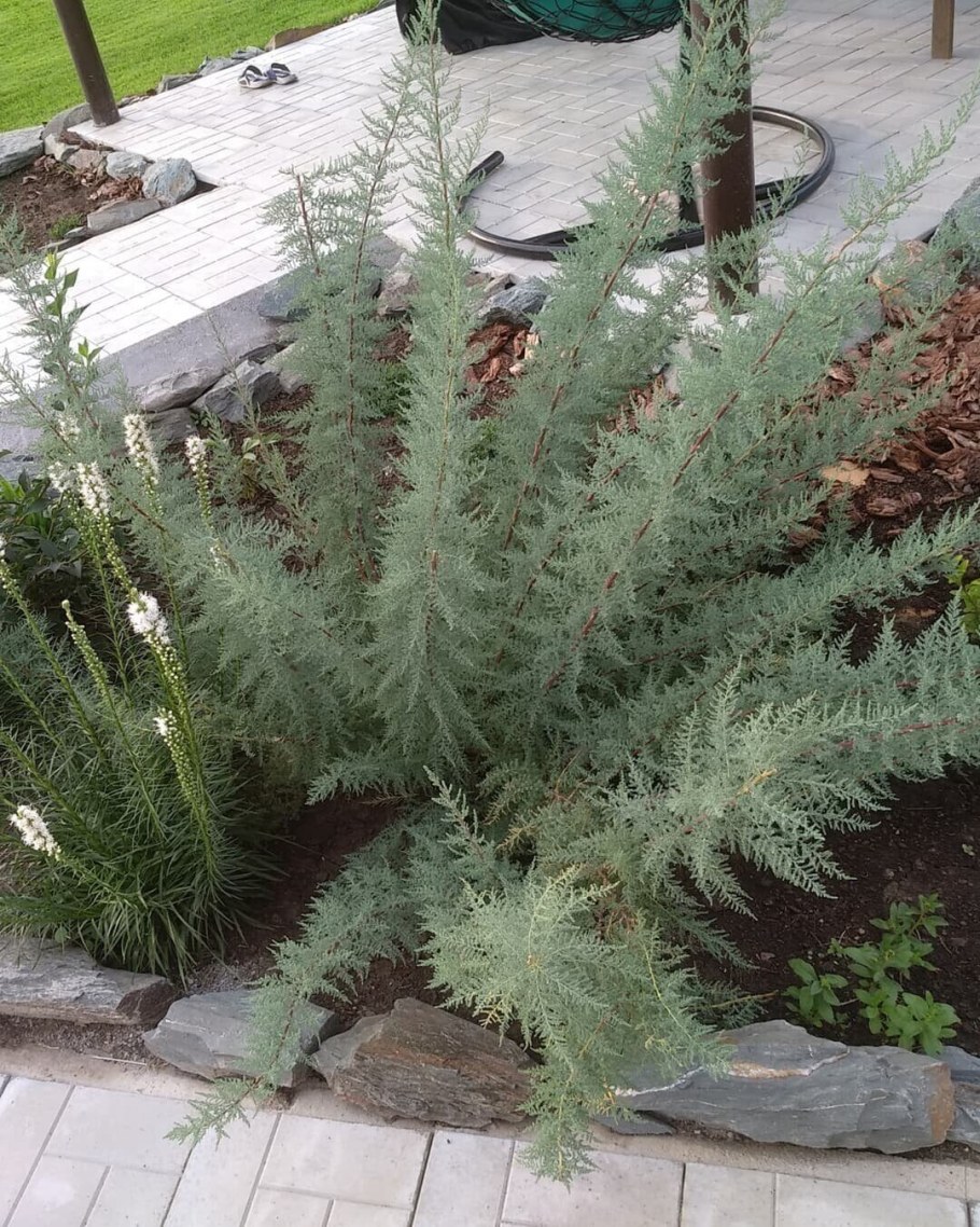 Очиток отогнутый Блу Спрус