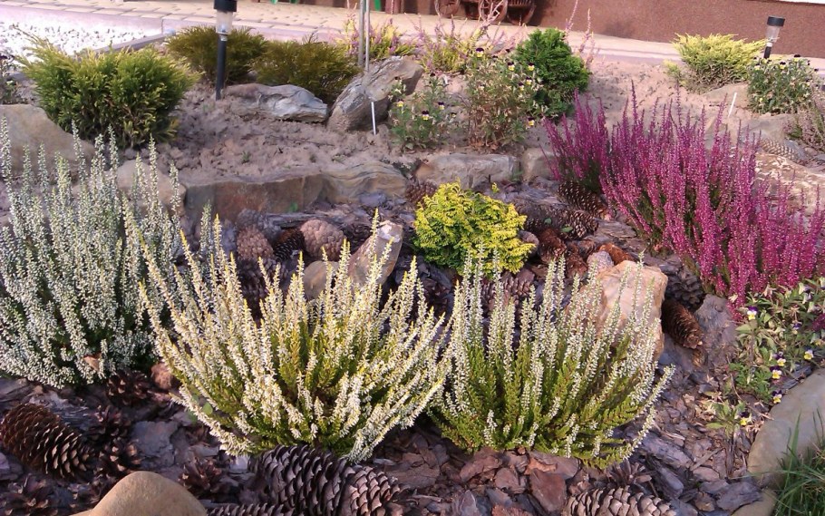 Эрика дарленская в ландшафтном дизайне